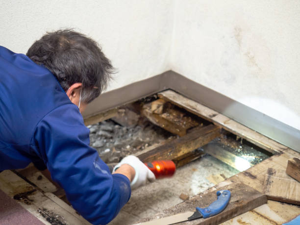 Best Water Damage Restoration  in Union, NJ