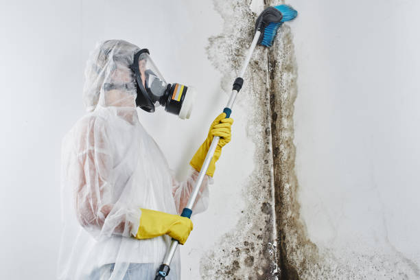 Best Commercial Mold Removal  in Union, NJ