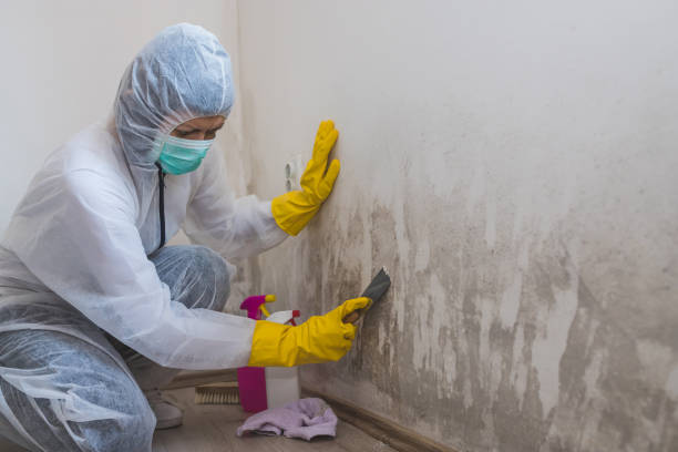 Best Black Mold Removal  in Union, NJ