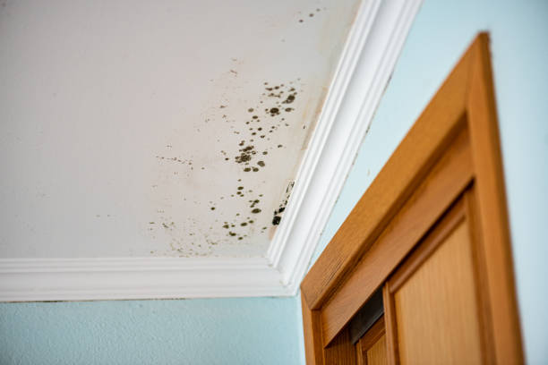 Best Professional Mold Removal  in Union, NJ