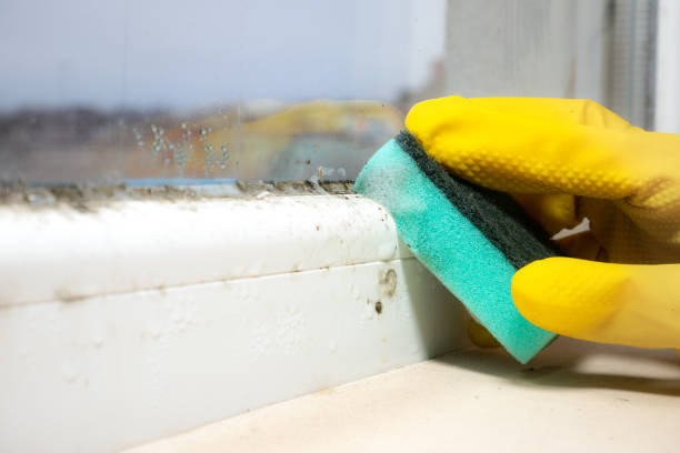 Best Mold Removal Process  in Union, NJ