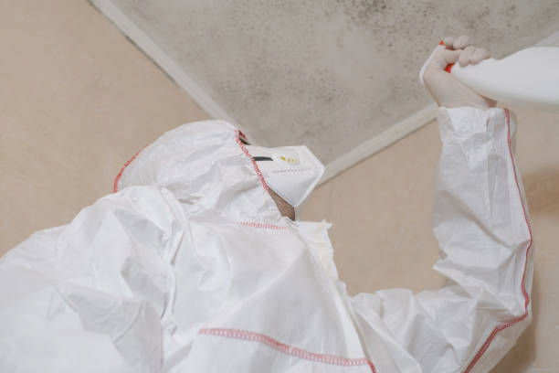 Best Mold Removal Near Me  in Union, NJ