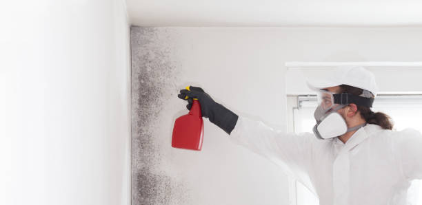 Best Emergency Mold Removal  in Union, NJ