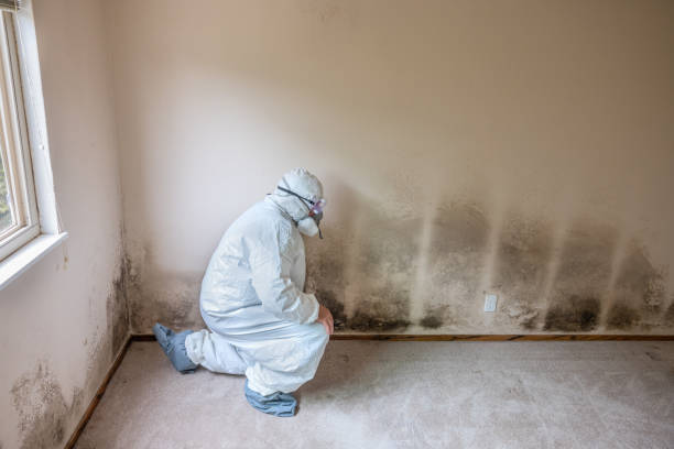 Best Attic Mold Removal  in Union, NJ