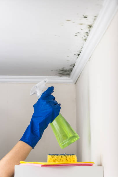 Best Office Mold Removal Services  in Union, NJ