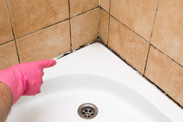 Reliable Union, NJ Mold Removal Solutions